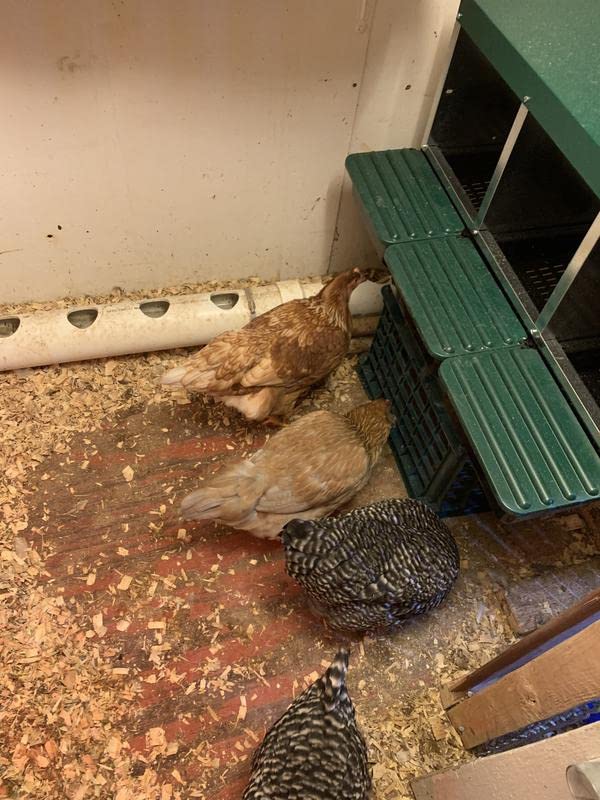 3 Compartment Roll Out Nesting Box for Chickens with Lid Cover E665