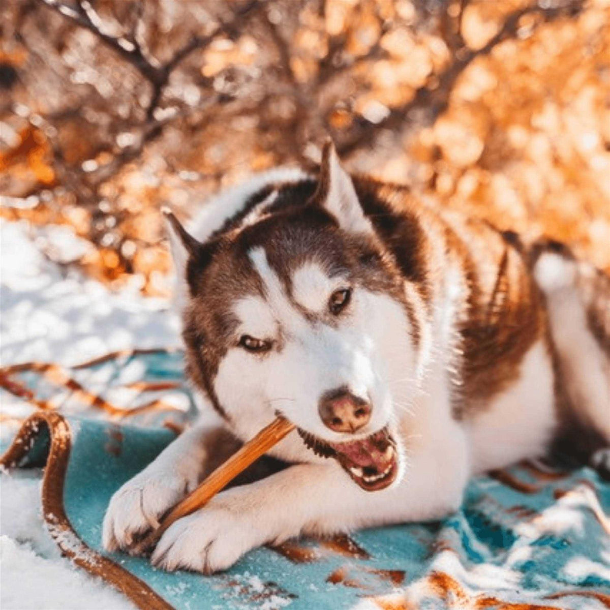 Odor Free Bully Sticks C636