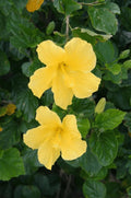 Tropical Hibiscus 'Yellow' in a 4" Pot D455