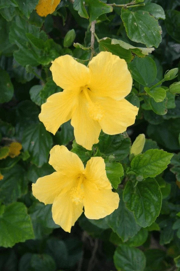 Tropical Hibiscus 'Yellow' in a 4" Pot D455