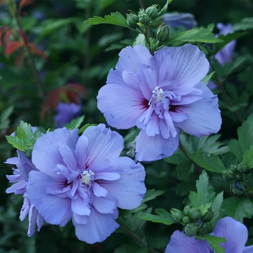 2 Gallon Blue Chiffon Hibiscus E289