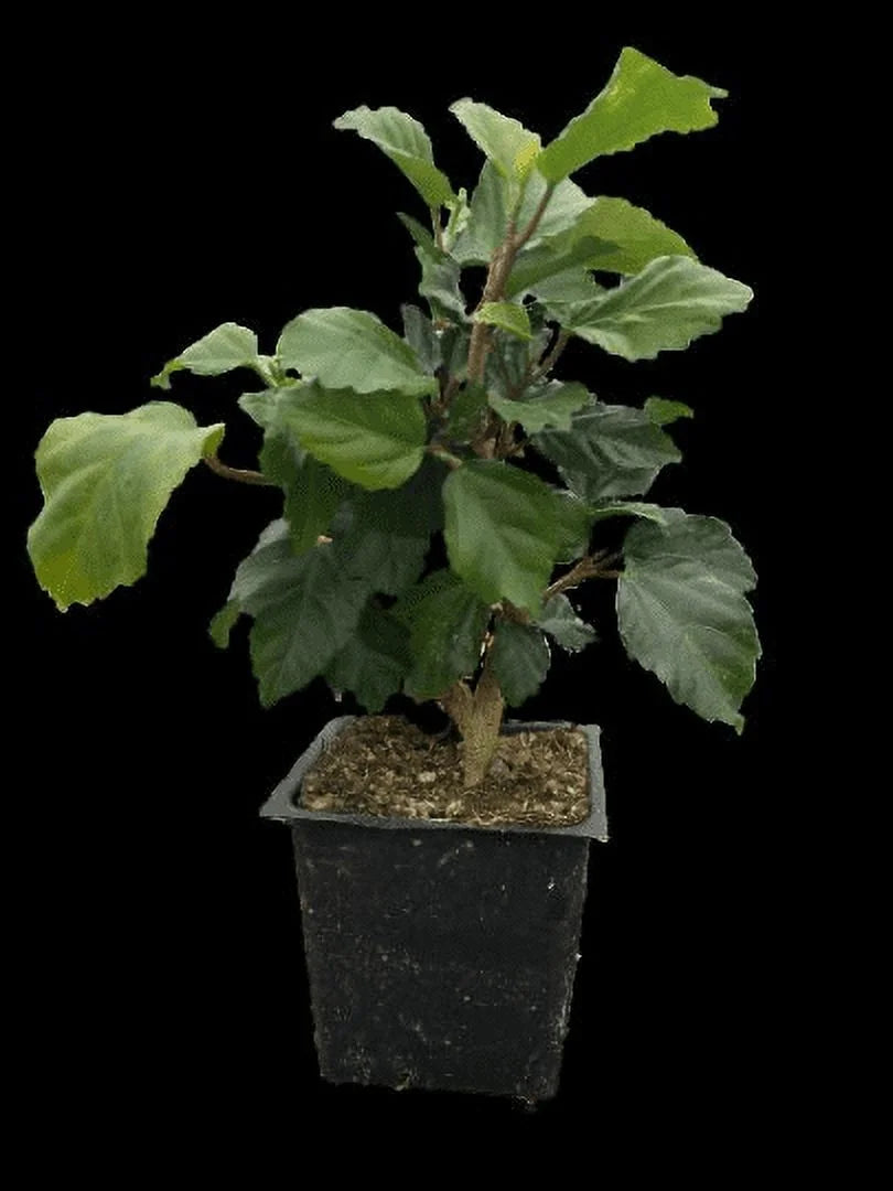 Tropical Hibiscus 'Yellow' in a 4" Pot D455