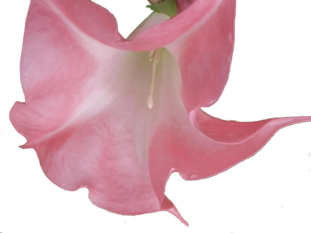 Coral Pink Fragrant Flower Starter Size 4 Inch Pot K213231
