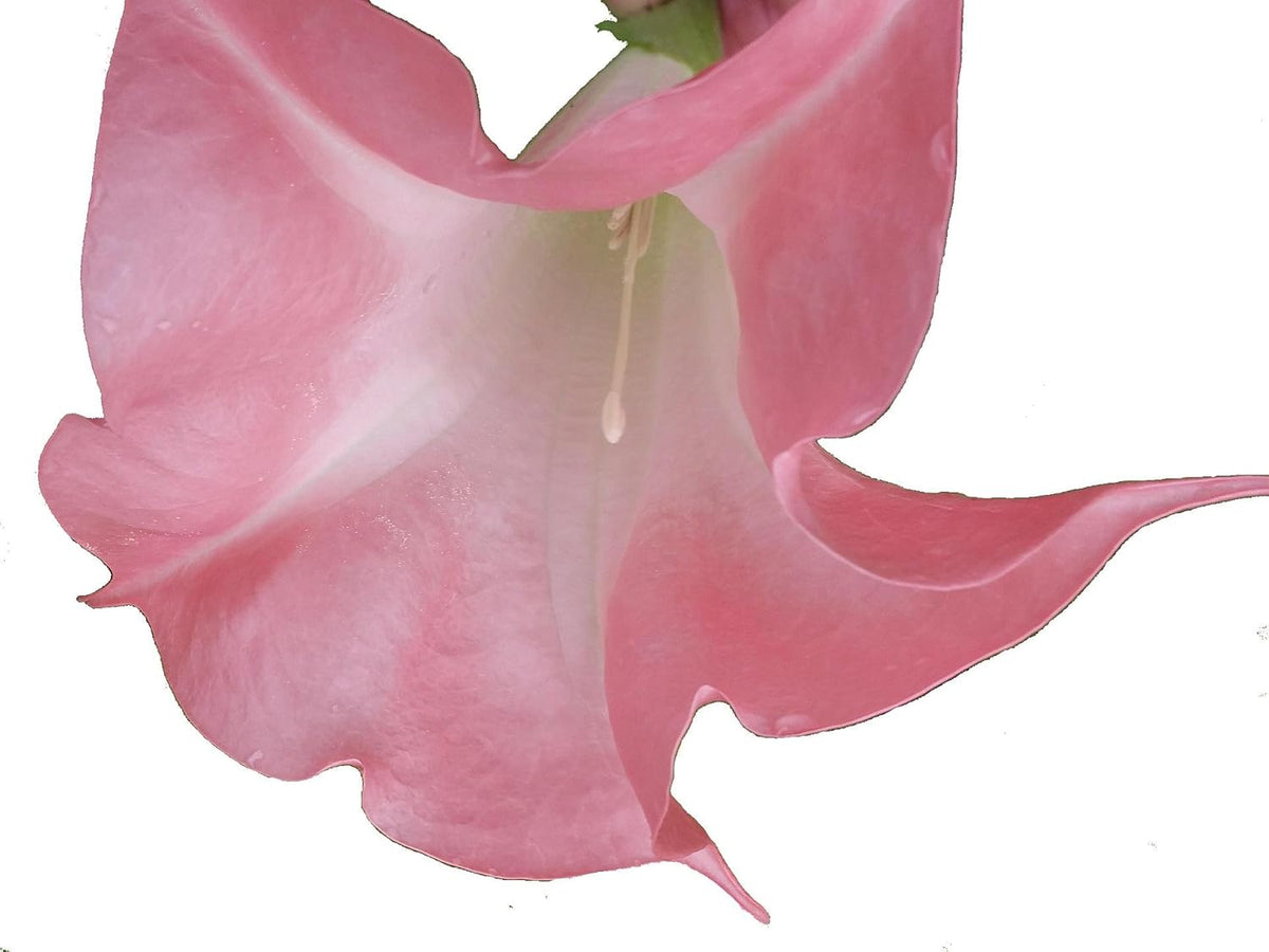 Coral Pink Fragrant Flower Starter Size 4 Inch Pot K213231