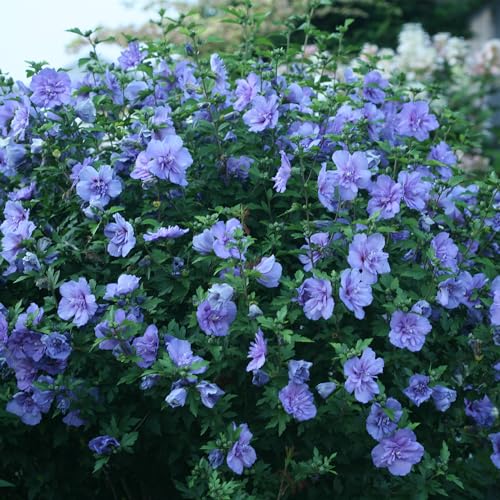 2 Gallon Blue Chiffon Hibiscus E289