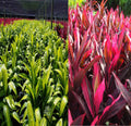 1 Pk 2 Logs Ti Leaf Plant Cuttings H1194