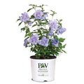 2 Gallon Blue Chiffon Hibiscus E289
