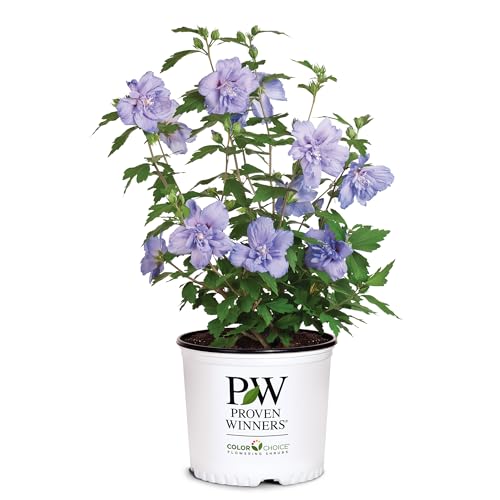2 Gallon Blue Chiffon Hibiscus E289