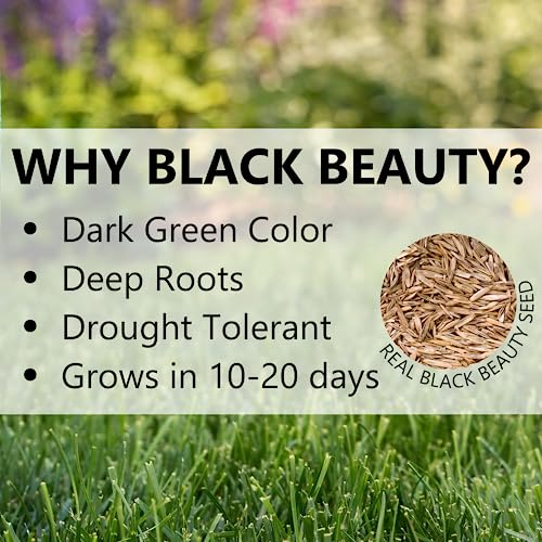 Black Beauty Shady Nooks Grass Seed 3 lb W6515