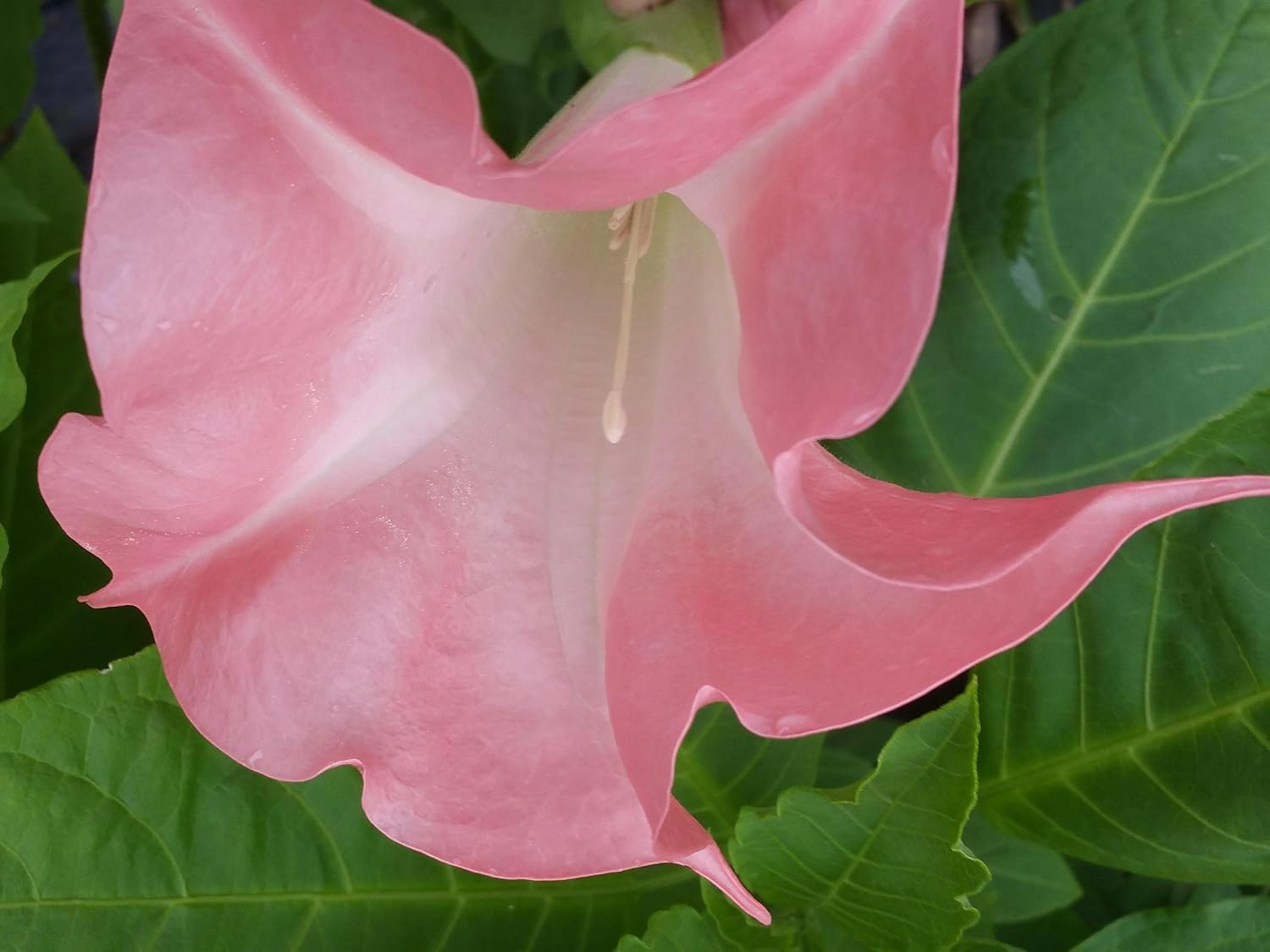 Coral Pink Fragrant Flower Starter Size 4 Inch Pot K213231